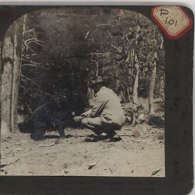 President Harding Feeding a young bear in Yellowstone Keystone Stereoview c1921