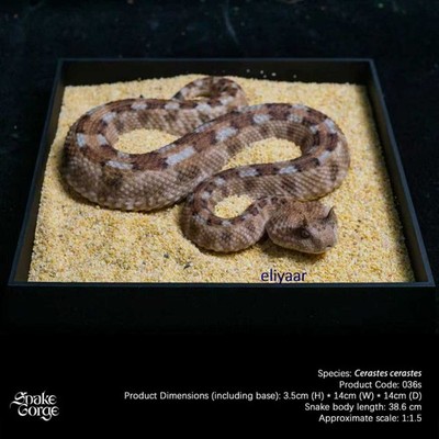 SnakeGorge Cerastes Cornutus Snake Resin Figurines Models Limited Animal Statues