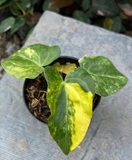 Anthurium Papillilaminum Variegata | Real Picture