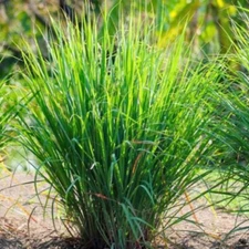 50+ Lemon Grass Seeds (Cymbopogon citratus) FRESH Non-GMO Garden Seeds - USA
