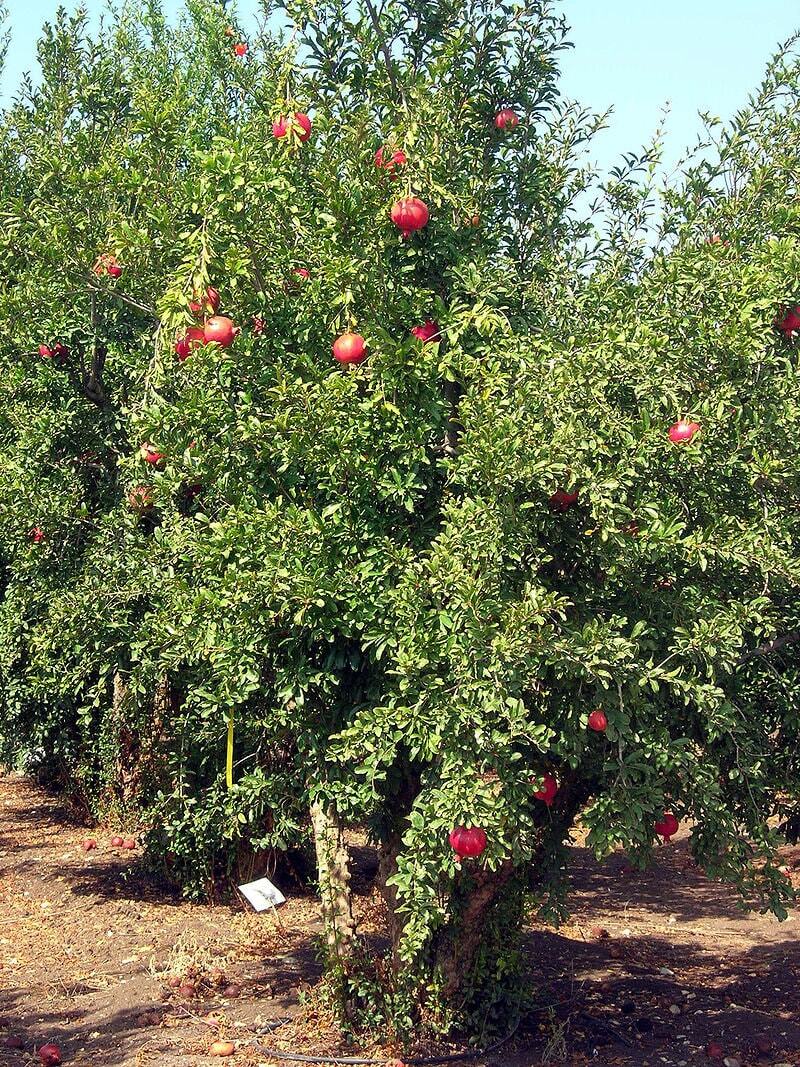 Graines de Grenadier Punica Granatum Arbuste Résistant Sécheresse - 2