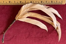 Antique Feather To Adorn Bonnet For Fashion Or Lady Doll Or Other Doll