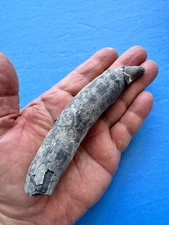 ⭐️ WHALE FOSSIL TOOTH  MIOCENE-Southeastern United States-Manatee County-Florida