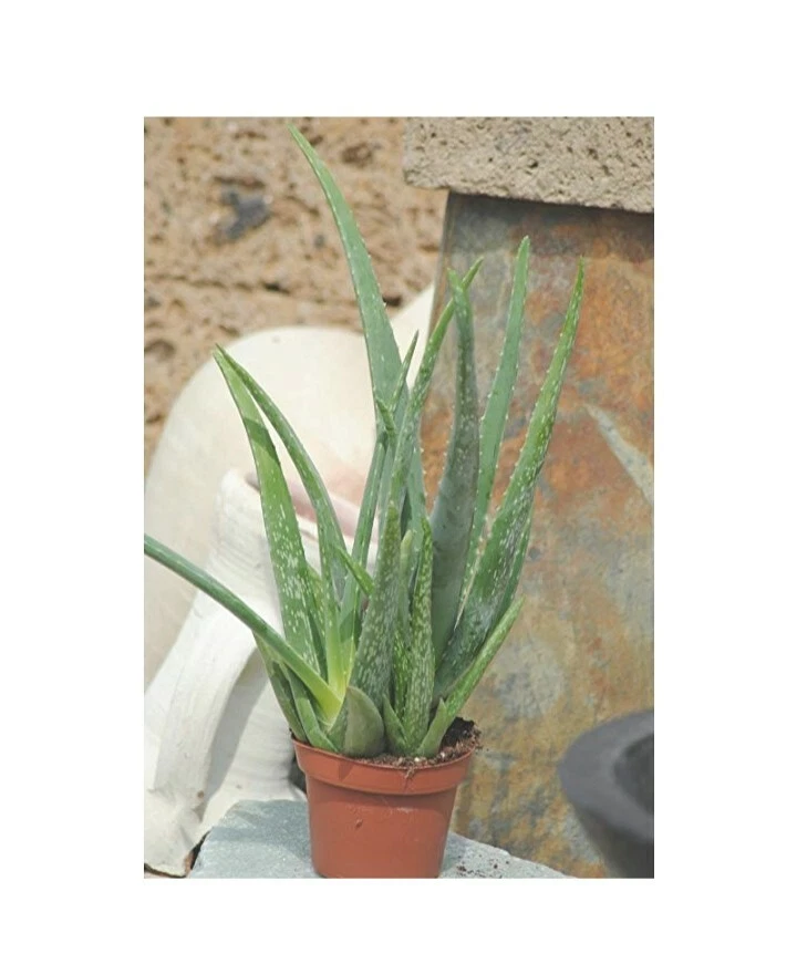 Aloe Vera Ableger online kaufen | eBay.de