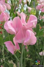 50+ Janet Scott Sweet Pea Seeds for Garden Planting - USA - FREE SHIPPING!