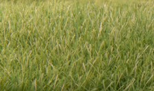 Woodland Scenics Medium Green 1/4in Fibers Static Grass Field System FS622