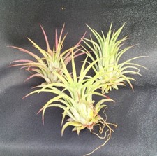 THREE 3 TILLANDSIA IONANTHA, THE BLUSHING BRIDE BROMELIADS or AIR PLANTS