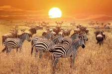 Zebra at Sunset Serengeti National Park Tanzania Photo Art Print Poster 18x12