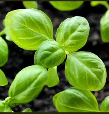Genovese Basil Seeds | NON-GMO Basil Seeds | Heirloom Garden Seeds