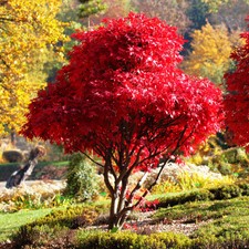 Red Japanese Maple Tree (Bloodleaf) Seeds - For 2026 Planting
