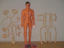 Human Anatomy Model Set Removable Skeleton And Full Torso Educational 30 Piece