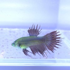 1x RARE Green Eyed Hulk Crowntail Betta Male LIVE ARRIVAL GUARANTEE