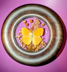 Vintage Butterfly Collection | eBay