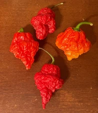 20x Wartryx Exotic Super Hot | Non-GMO Organic Hot Pepper Seeds | FREE SHIP