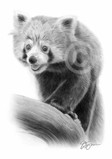 RED PANDA pencil drawing art print A3 / A4 sizes signed artwork