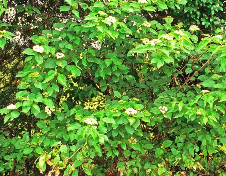Roughleaf Dogwood (Cornus drummondii) 3 Roughleaf Dogwood Cornus drummondii Drummond's Dogwood