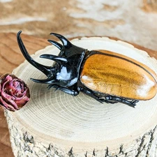 Rhinoceros Beetle LG Eupatoris gracilic Oddities taxidermy Specimen craft gift