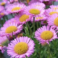 10 x Plug Plants Erigeron Glaucus 'Sea Breeze' Clump Forming Perennial.
