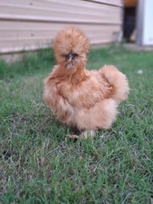 10 Silkie Hatching Eggs Frizzle Included and Showgirl