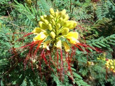 Caesalpinia gilliesii Desert Bird of Paradise Stunning Flowers - 25 seeds