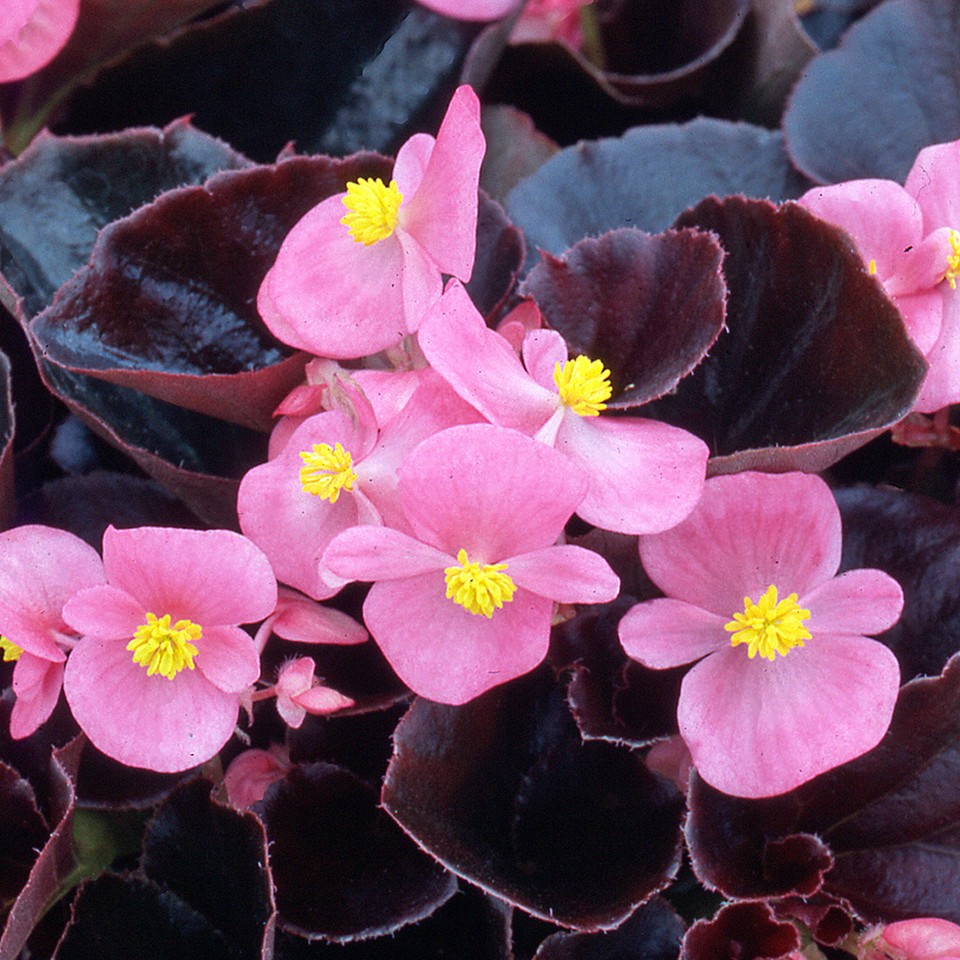 Begonia F1 Devil Pink Vibrant Compact Garden Ready Bedding Plants 6