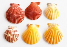 Set of 6 Small Noble Pecten Shells (1 1/2" - 2") Coastal Art &amp; Craft Decorating