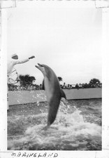 Fotografía vintage de los años 50 Marineland Florida Studios marsopa entrenada FLIPPY