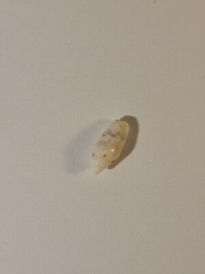 Hand Picked Hawaiian Sea Shell - Oliva Paxillus