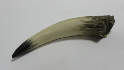 Wizarding Trunk - Harry Potter - Basilisk Fang