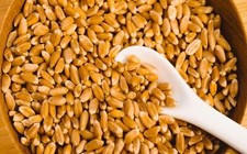 Wheat Berries - 25 Pounds - Fresh Hard Red Winter Wheat Berries - Made in USA