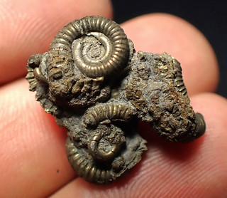 Pyrite multi ammonite fossil (23 mm) Crucilobiceras Charmouth Jurassic Coast UK
