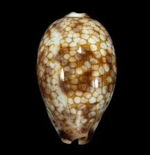 SEASHELL -Mauritia histrio- BIG 65.1MM, VIETNAM