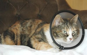 smart cat collar