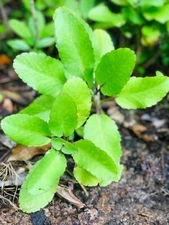 100% Ceylon Fresh For Planting Leaves-Miracle Leaf  of Life live
