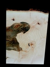 XXL Wicked CURLY AMBROSIA MAPLE Burl Wood Blank Turning Wood, Wooden Bowl Blank
