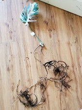 Variegated Monstera cutting with roots - Albo Monstera, mature