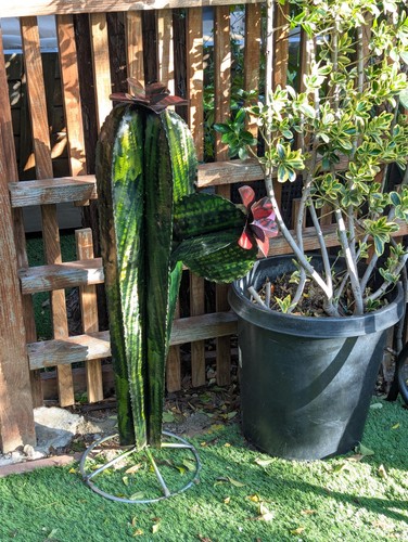 Decoración de jardín de cactus | Decoraciones de cactus para tu patio u hogar - Imagen 6 de 8