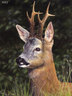 Rehbock - Reh - Limited Edition, signiert, Fine Art Print | Nigel Artingstall
