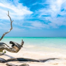 4 oz Candle Scent Oil-CARIBBEAN TEAKWOOD