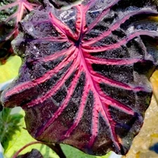 Colocasia Bulb Caldira​ Pink New Hybrid (Includes All Import Duties And Taxes)