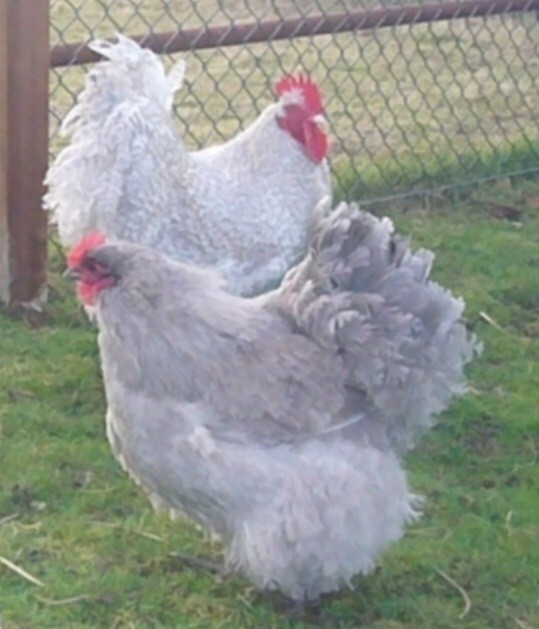 6 Lavender Orpington hatching eggs 6 Lavender Orpington hatching eggs