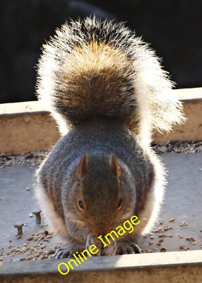 Photo 12x8 Watch out! There's a thief about! Doncaster Grey squirrel steal c2013