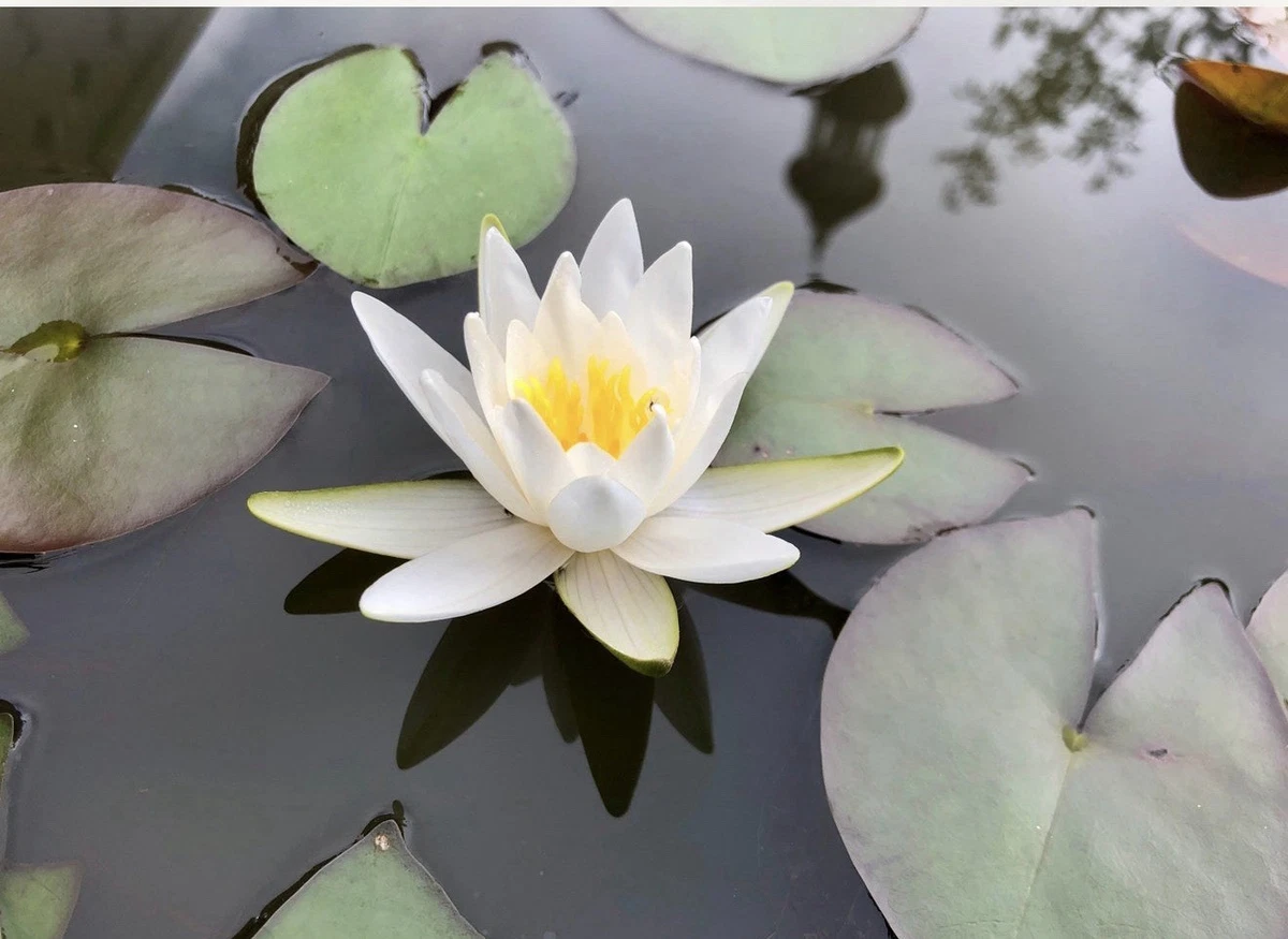 睡莲睡莲水草| eBay