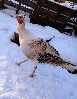 6 Sweet Grass turkey hatching eggs