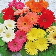25 Gerbera Jamesonii Daisy Mix Seeds