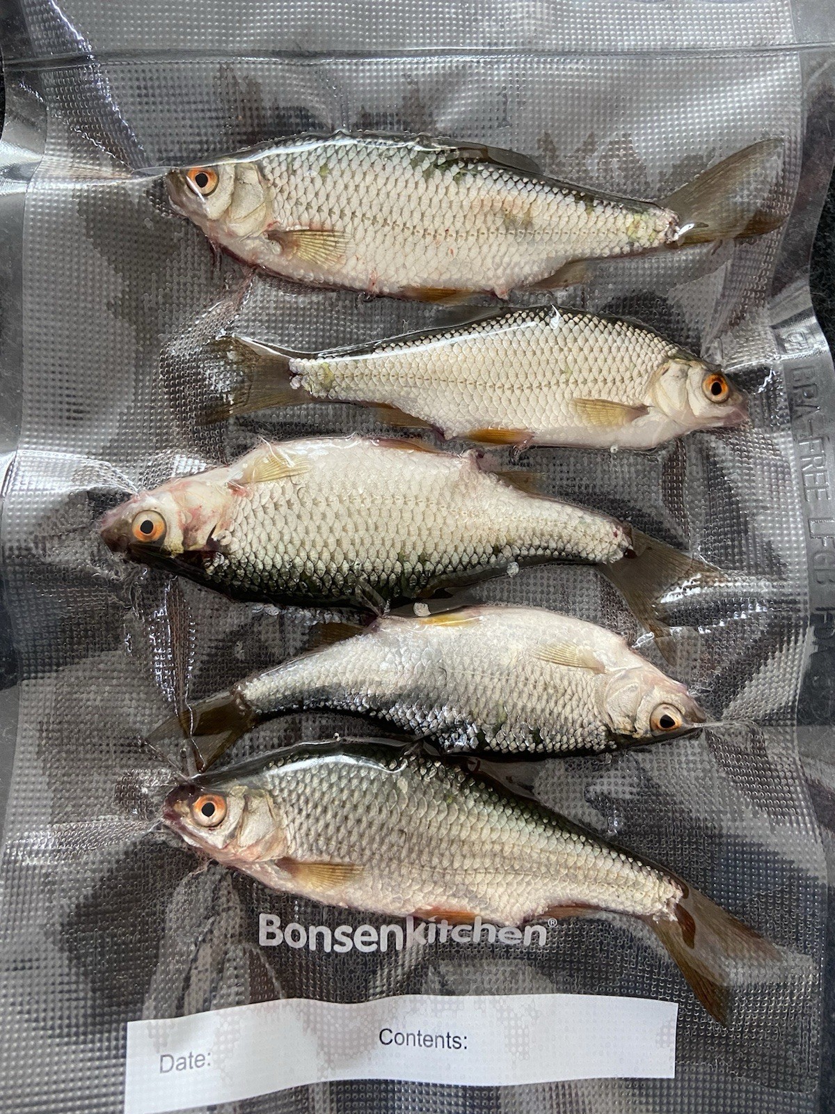 Köderfische Rotaugen Frisch 8-15 Cm Hechtfischen Zander Barsch Raubfischen