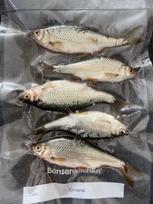 Köderfische Rotaugen 25stk Frisch 8-15 Cm He...