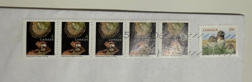 Canada Cover to S'pore cw Oyster Farming Strip5 & Single Bird Stamps. Used - Foto 2 di 3