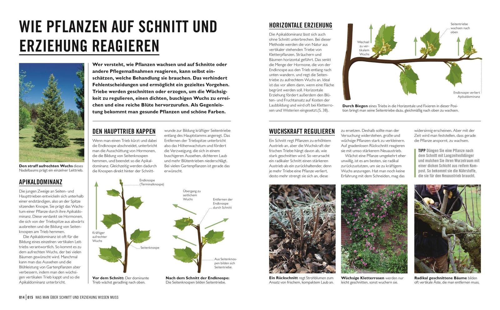 Thumbnail - Grünes Gartenwissen. Pflanzen Richtig Schneiden Stephanie ...