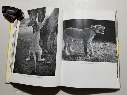 Born Free A Lioness of Two Worlds Joy Adamson 1964 Vintage Hardcover Book - Foto 7 di 9